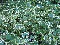 Variegated Flowering Maple